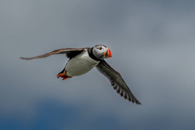Deniz Kuşu Tür Atlantik Martıları (Fratercula Arctica), İskoçya 'da Anstruther yakınlarındaki Forth Firth of Forth' ta Mayıs ayında uçar.