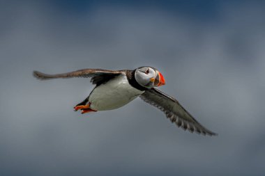 Deniz Kuşu Tür Atlantik Martıları (Fratercula Arctica), İskoçya 'da Anstruther yakınlarındaki Forth Firth of Forth' ta Mayıs ayında uçar.