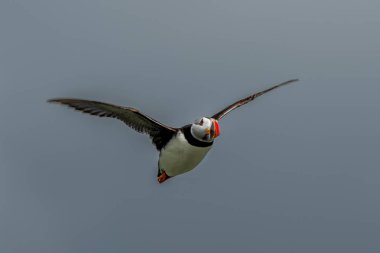 Seabird Species Atlantic Puffin (Fratercula arctica) Flies On The Isle Of May In The Firth Of Forth Near Anstruther In Scotland clipart