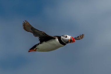 Deniz Kuşu Tür Atlantik Martıları (Fratercula Arctica), İskoçya 'da Anstruther yakınlarındaki Forth Firth of Forth' ta Mayıs ayında uçar.