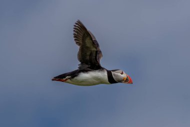 Deniz Kuşu Tür Atlantik Martıları (Fratercula Arctica), İskoçya 'da Anstruther yakınlarındaki Forth Firth of Forth' ta Mayıs ayında uçar.