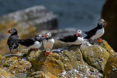 Deniz Kuşu Türler Grubu Atlantik Martıları (Fratercula Arctica) İskoçya 'da Anstruther yakınlarındaki Forth Firth of Forth Adası' nda