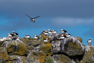 Group Of Seabird Species Atlantic Puffin (Fratercula arctica) On The Isle Of May In The Firth Of Forth Near Anstruther In Scotland clipart