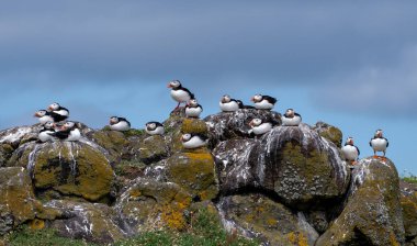 Deniz Kuşu Türler Grubu Atlantik Martıları (Fratercula Arctica) İskoçya 'da Anstruther yakınlarındaki Forth Firth of Forth Adası' nda