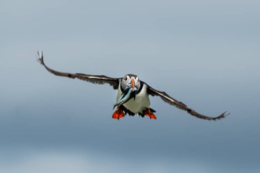 Seabird Species Atlantic Puffin (Fratercula arctica) With Sandeels Flies On The Isle Of May In The Firth Of Forth Near Anstruther In Scotland clipart