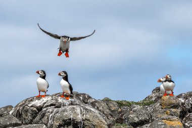 Deniz Kuşu Türler Grubu Atlantik Martıları (Fratercula Arctica) İskoçya 'da Anstruther yakınlarındaki Forth Firth of Forth Adası' nda