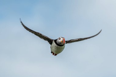 Deniz Kuşu Tür Atlantik Martıları (Fratercula Arctica), İskoçya 'da Anstruther yakınlarındaki Forth Firth of Forth' ta Mayıs ayında uçar.