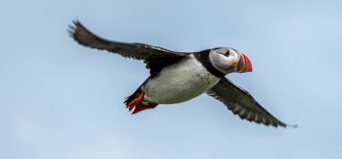 Deniz Kuşu Tür Atlantik Martıları (Fratercula Arctica), İskoçya 'da Anstruther yakınlarındaki Forth Firth of Forth' ta Mayıs ayında uçar.