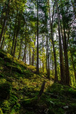Avusturya 'nın Carinthia ilinde Yaprak Ağacı olan Güneş Işığı Ormanı