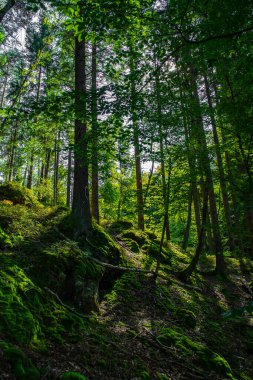 Sunlit Forest With Deciduous Trees in Province Carinthia In Austria clipart