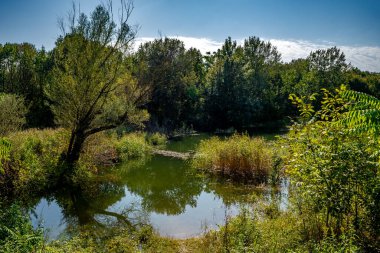 Avusturya 'da Viyana yakınlarındaki Tuna Sulağı Ulusal Parkı' nda sel