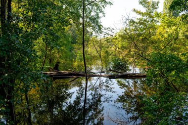 Avusturya 'da Viyana yakınlarındaki Tuna Bataklıkları Ulusal Parkı' nda Sel Altındaki Orman