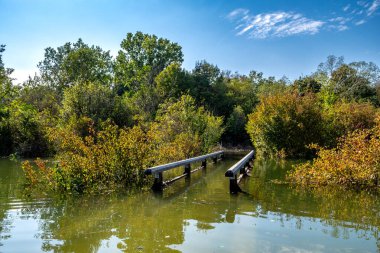 Avusturya 'daki Tuna Bataklıkları Ulusal Parkı' nda Orman Köprüsü Altında Su Altındaki Yol
