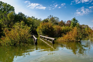 Avusturya 'daki Tuna Bataklıkları Ulusal Parkı' nda Orman Köprüsü Altında Su Altındaki Yol