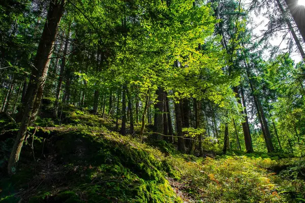 Avusturya 'nın Carinthia ilinde Yaprak Ağacı olan Güneş Işığı Ormanı