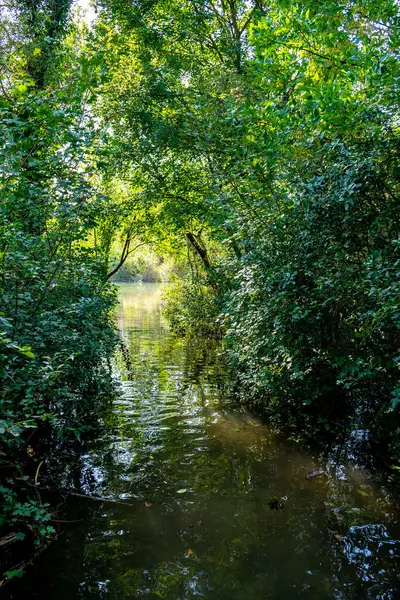 Avusturya 'daki Tuna Sulak Arazi Ulusal Parkı' nda, Ormanda Su Altındaki Yol