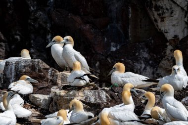 Kuzey Sümsük Kuşları Kolonisi (Morus Bassanus) İskoçya 'da Edinburgh yakınlarındaki Kuzey Berwick' teki Firth of Forth 'un Atlantik Okyanusu' ndaki Bass Rock Adası 'nda