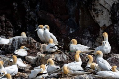 Kuzey Sümsük Kuşları Kolonisi (Morus Bassanus) İskoçya 'da Edinburgh yakınlarındaki Kuzey Berwick' teki Firth of Forth 'un Atlantik Okyanusu' ndaki Bass Rock Adası 'nda