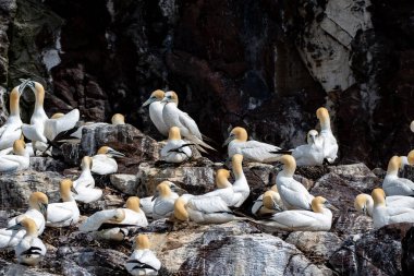 Kuzey Sümsük Kuşları Kolonisi (Morus Bassanus) İskoçya 'da Edinburgh yakınlarındaki Kuzey Berwick' teki Firth of Forth 'un Atlantik Okyanusu' ndaki Bass Rock Adası 'nda