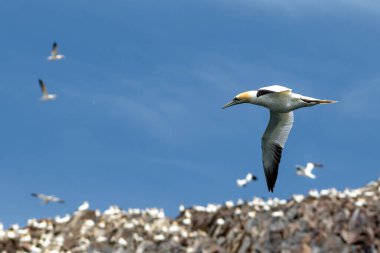 Colony Of Nesting Seabirds Northern Gannets (Morus Bassanus) On Bass Rock Island In The Atlantic Ocean Of Firth of Forth At North Berwick Near Edinburgh In Scotland clipart