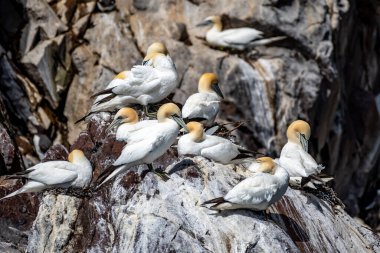 Colony Of Nesting Seabirds Northern Gannets (Morus Bassanus) On Bass Rock Island In The Atlantic Ocean Of Firth of Forth At North Berwick Near Edinburgh In Scotland clipart