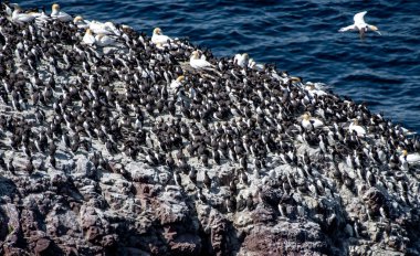 Breeding Seabirds Northern Gannets (Morus Bassanus), Common Guillemots (Uria Aalge) and Razorbills (Alca Torda) At The Atlantic Coast Of St. Abbs Head In Scotland, UK clipart