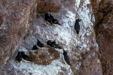 Deniz Kuşu Tür Razorbills (Alca Torda) İskoçya 'da St. Abbs' ın Atlantik Kıyısında