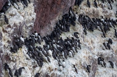 Üreyen Deniz Kuşları (Uria Aalge) St. Abbs 'ın Atlantik kıyısındaki dik uçurumlarda İskoçya, İngiltere