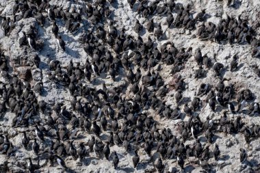 Breeding Seabirds Common Guillemots (Uria Aalge) On Steep Cliffs At The Atlantic Coast Of St. Abbs Head In Scotland, UK clipart