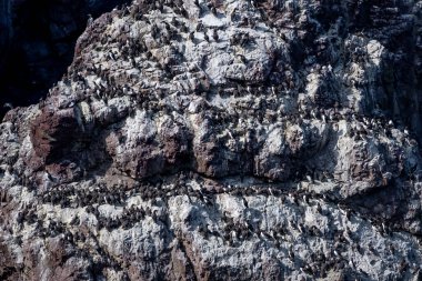 Üreyen Deniz Kuşları (Uria Aalge) St. Abbs 'ın Atlantik kıyısındaki dik uçurumlarda İskoçya, İngiltere