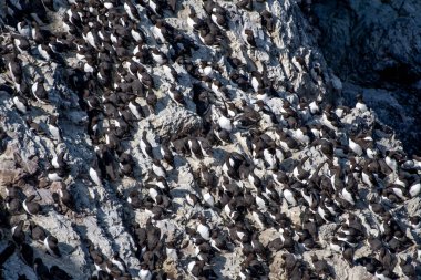 Üreyen Deniz Kuşları (Uria Aalge) St. Abbs 'ın Atlantik kıyısındaki dik uçurumlarda İskoçya, İngiltere