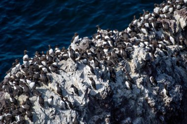 Üreyen Deniz Kuşları (Uria Aalge) St. Abbs 'ın Atlantik kıyısındaki dik uçurumlarda İskoçya, İngiltere