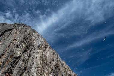 Kuzey Sümsük Kuşları Kolonisi (Morus Bassanus) İskoçya 'da Edinburgh yakınlarındaki Kuzey Berwick' teki Firth of Forth 'un Atlantik Okyanusu' ndaki Bass Rock Adası 'nda