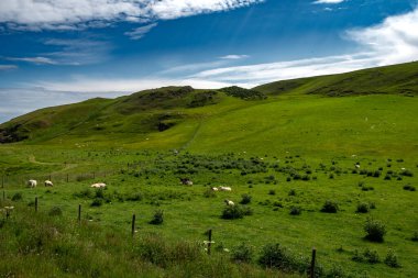 Saint Abbs Head 'in Atlantik kıyısındaki kırsal tarım manzarası Berwickshire, İskoçya, İngiltere' de koyun otlağı üzerinde