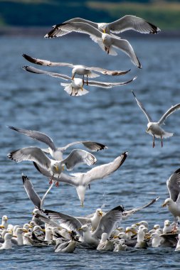 Flock Of Herring Gulls (Larus Argentatus) Feeding On Pray In The Morray Firth At Chanonry Point Near Inverness In Scotland, UK clipart