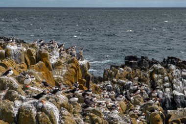 Deniz Kuşu Türler Grubu Atlantik Martıları (Fratercula Arctica) İskoçya 'da Anstruther yakınlarındaki Forth Firth of Forth Adası' nda