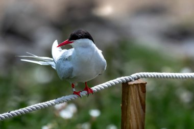 Kuzey Kutup Bölgesi 'nde (Sterna Paradisaea), İskoçya' da Anstruther yakınlarındaki Forth Firth of Forth adasında.