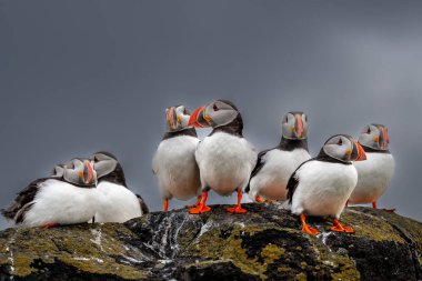 Deniz Kuşu Türler Grubu Atlantik Martıları (Fratercula Arctica) İskoçya 'da Anstruther yakınlarındaki Forth Firth of Forth Adası' nda