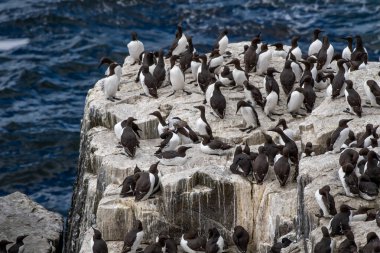 Breeding Seabirds Common Guillemots (Uria Aalge) On Cliffs At The Atlantic Island Isle of May In Scotland, UK clipart