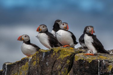 Group Of Seabird Species Atlantic Puffin (Fratercula arctica) On The Isle Of May In The Firth Of Forth Near Anstruther In Scotland clipart