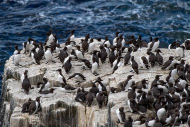Üreyen Deniz Kuşu Guillemots (Uria Aalge) İngiltere 'nin başkenti İskoçya' da Mayıs ayında Atlantik Adası 'ndaki uçurumlarda