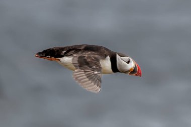 Deniz Kuşu Tür Atlantik Martıları (Fratercula Arctica), İskoçya 'da Anstruther yakınlarındaki Forth Firth of Forth' ta Mayıs ayında uçar.