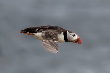 Seabird Species Atlantic Puffin (Fratercula arctica) Flies On The Isle Of May In The Firth Of Forth Near Anstruther In Scotland clipart