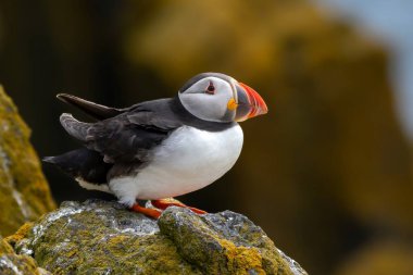 Deniz Kuşu Tür Atlantik Martıları (Fratercula Arctica) İskoçya 'da Anstruther yakınlarındaki Forth Firth' te Mayıs ayında