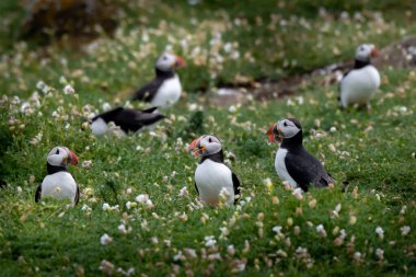 Group Of Seabird Species Atlantic Puffin (Fratercula arctica) On The Isle Of May In The Firth Of Forth Near Anstruther In Scotland clipart