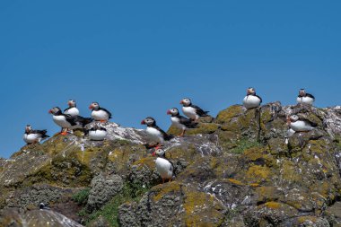 Group Of Seabird Species Atlantic Puffin (Fratercula arctica) On The Isle Of May In The Firth Of Forth Near Anstruther In Scotland clipart