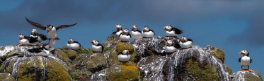 Group Of Seabird Species Atlantic Puffin (Fratercula arctica) On The Isle Of May In The Firth Of Forth Near Anstruther In Scotland clipart