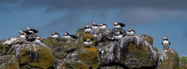 Group Of Seabird Species Atlantic Puffin (Fratercula arctica) On The Isle Of May In The Firth Of Forth Near Anstruther In Scotland clipart