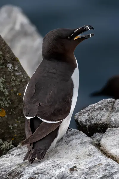 Deniz Kuşu Tür Razorbill (Alca Torda) İskoçya 'da Anstruther yakınlarındaki Forth Firth' te Mayıs ayında