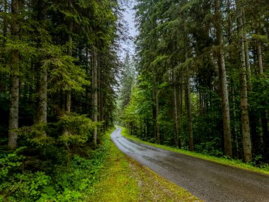 Styria, Avusturya 'da terk edilmiş Kırsal Kozalaklı Orman Yolu